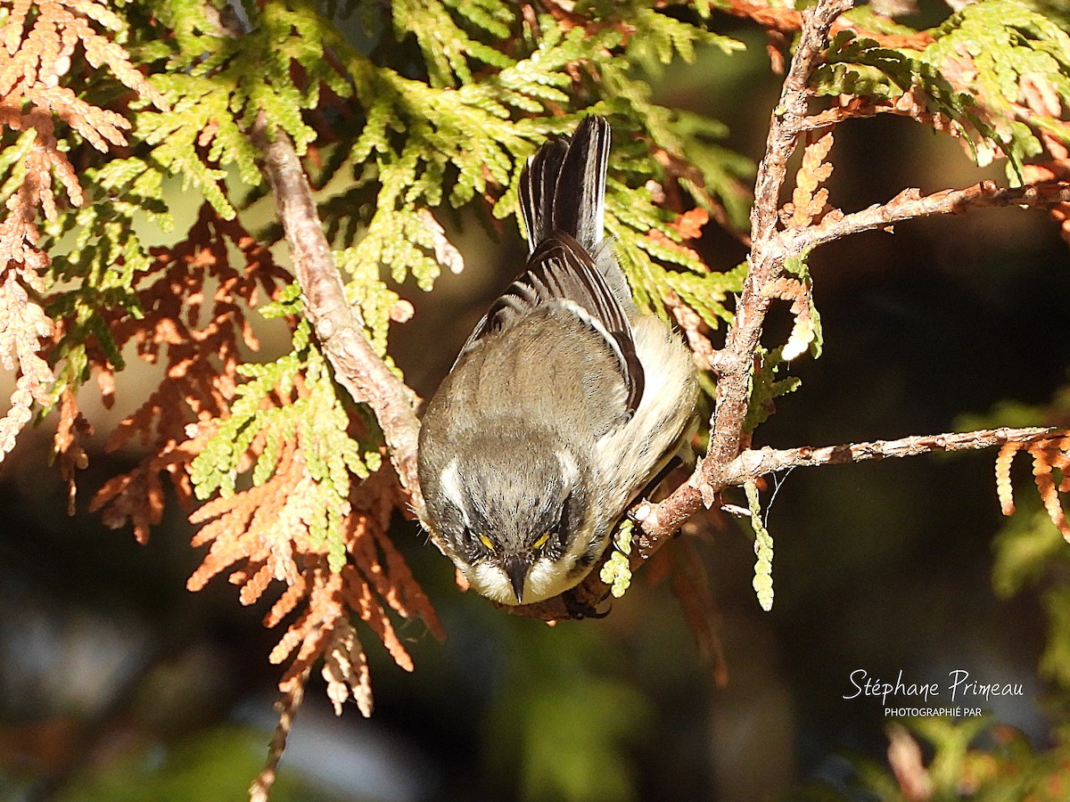 Black-throated Gray Warbler - ML645662395