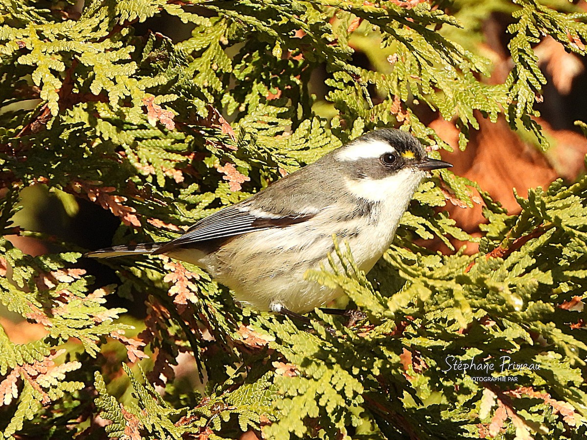 Black-throated Gray Warbler - ML645662396