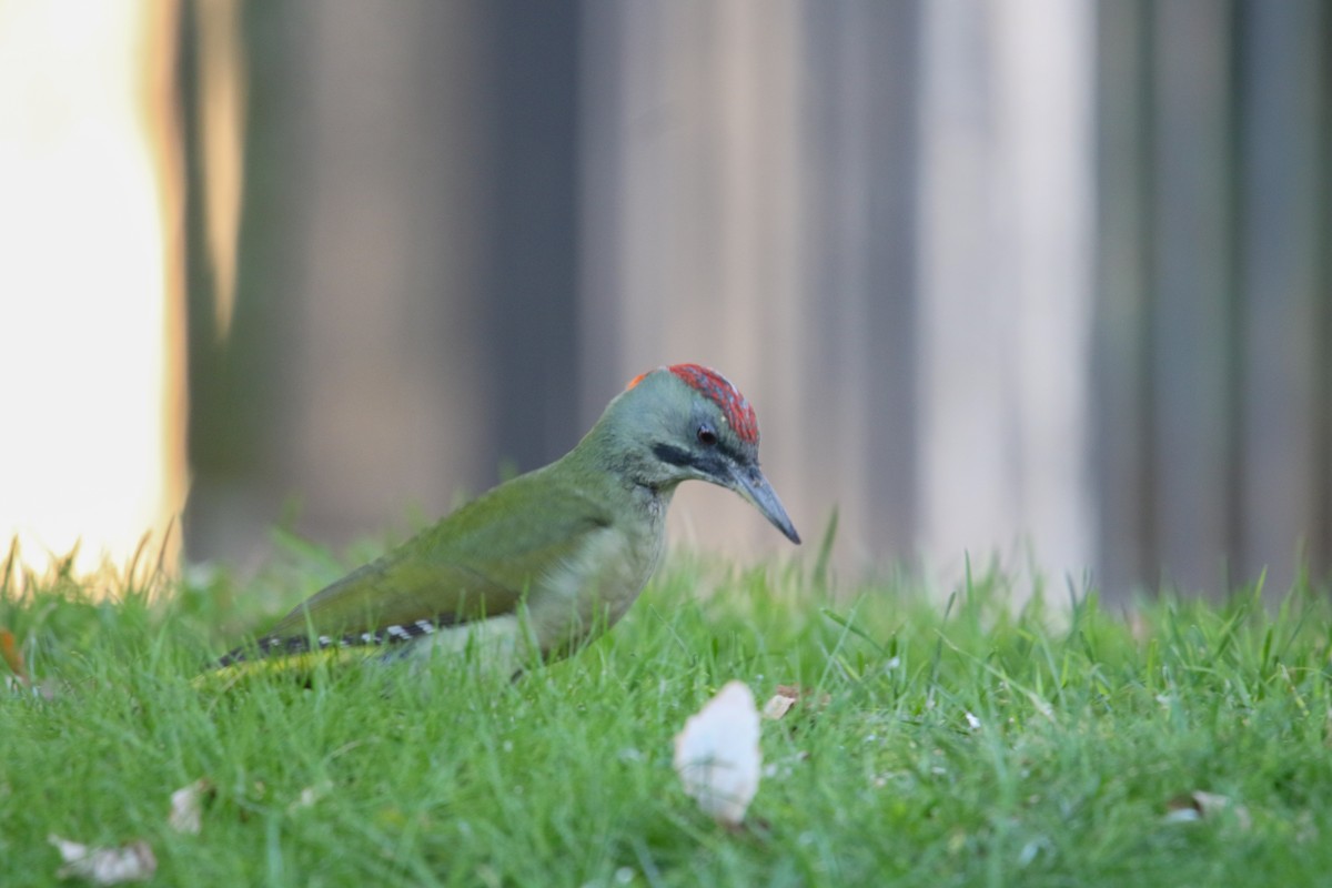 Iberian Green Woodpecker - ML645662407
