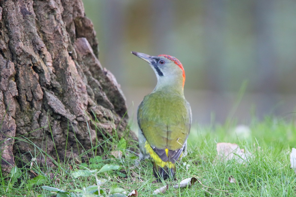 Iberian Green Woodpecker - ML645662409