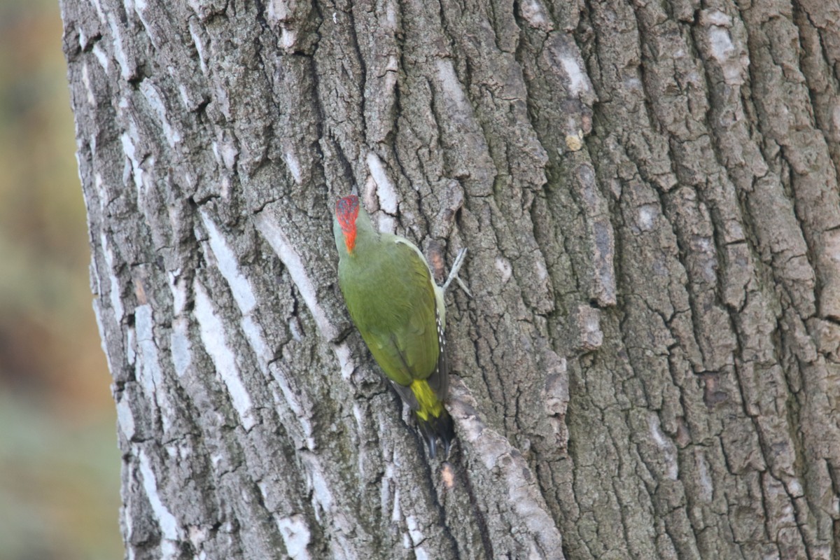 Iberian Green Woodpecker - ML645662412