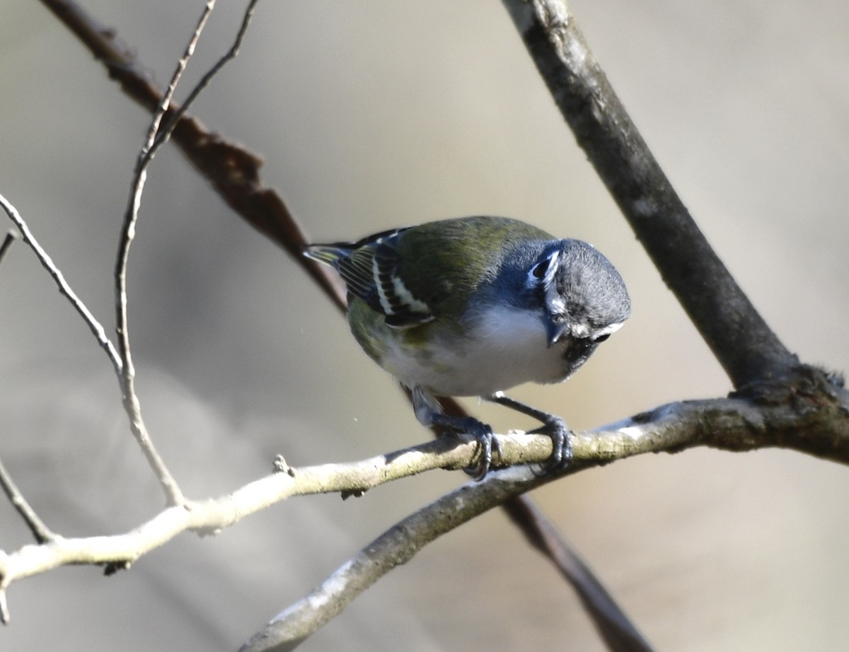 Blue-headed Vireo - ML645662417