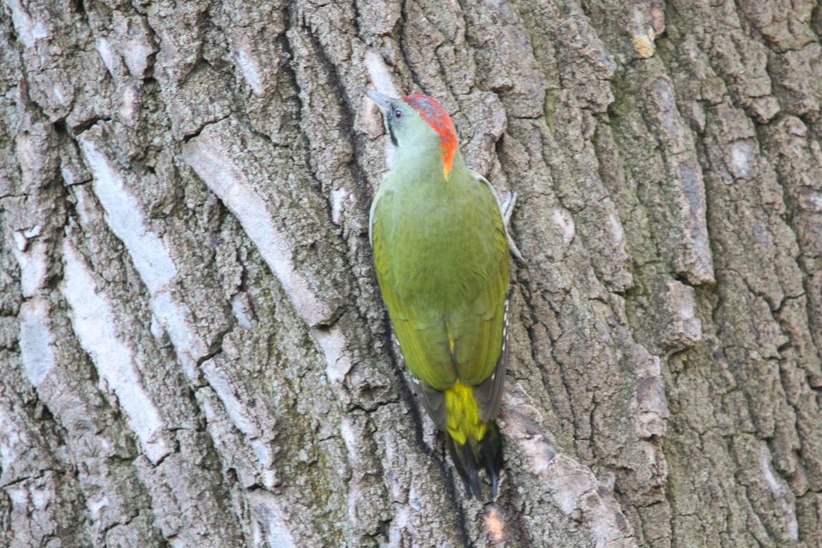 Iberian Green Woodpecker - ML645662419