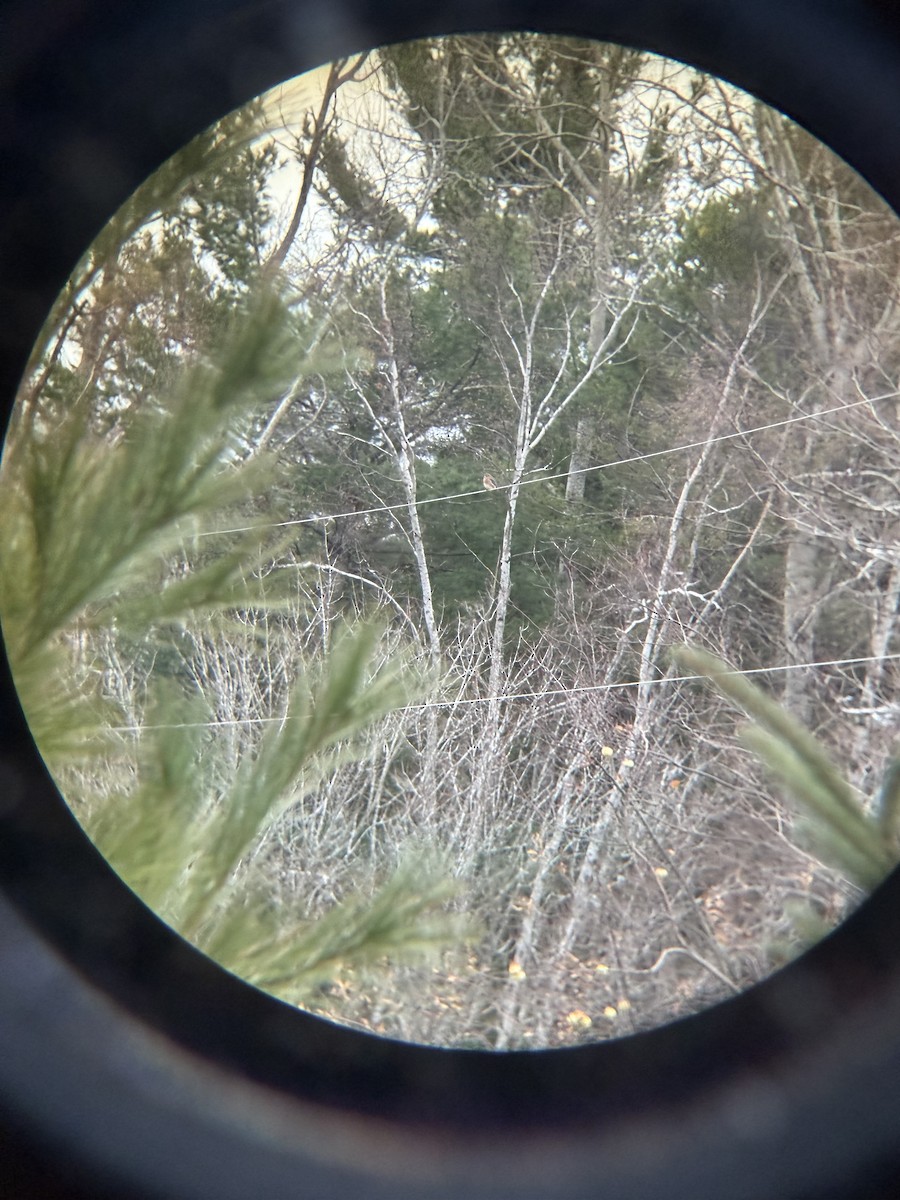 Eastern Bluebird - ML645662425