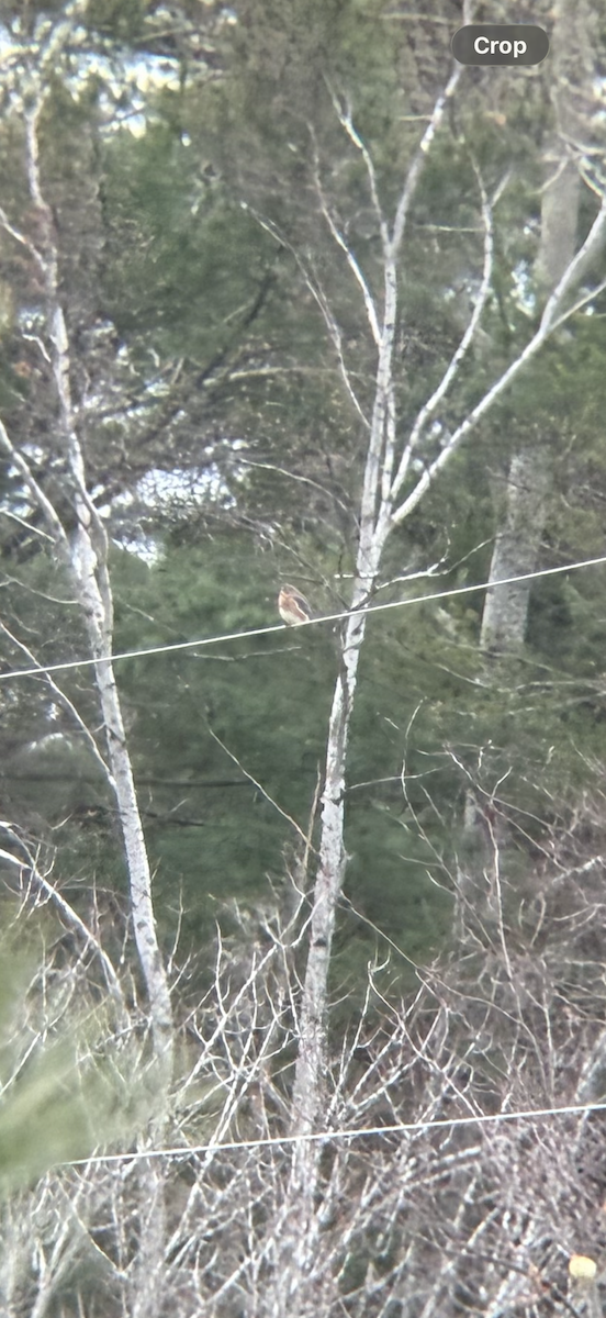 Eastern Bluebird - ML645662426