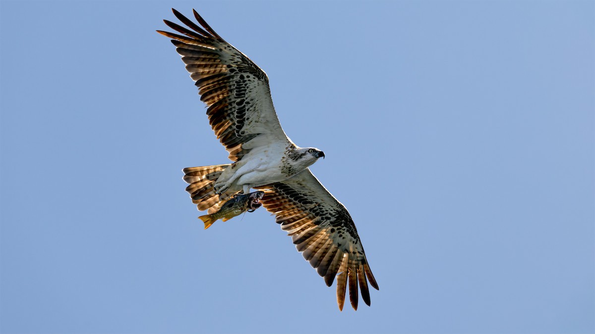 Osprey - ML645662441