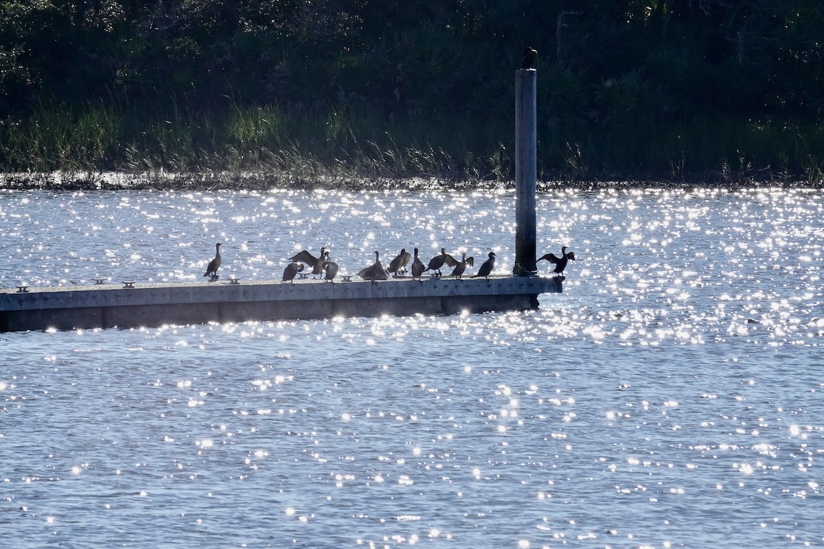 Double-crested Cormorant - ML645662449
