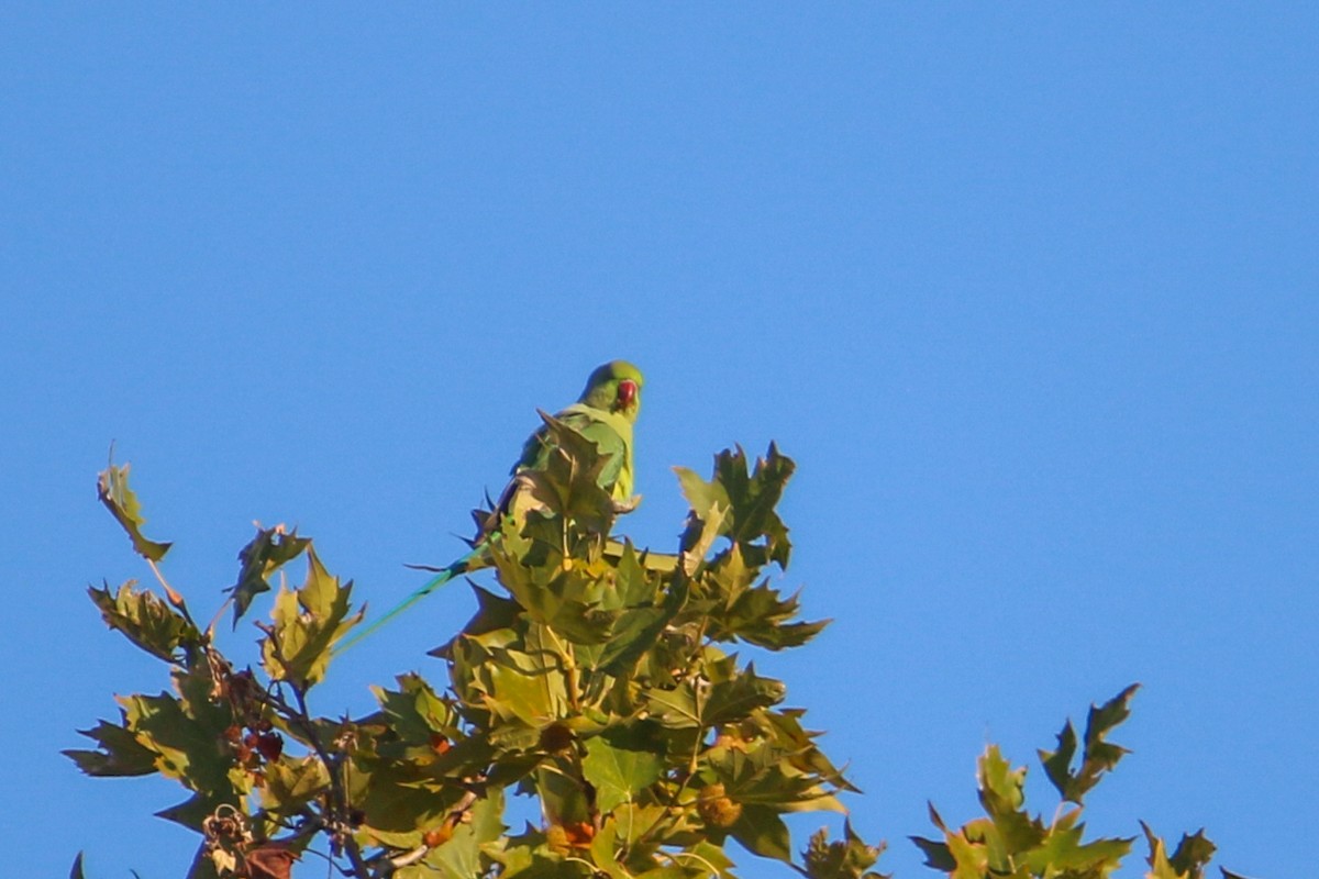 Rose-ringed Parakeet - ML645662450