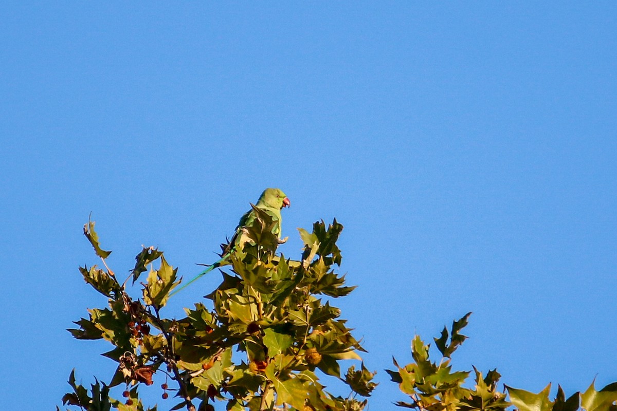 Rose-ringed Parakeet - ML645662451