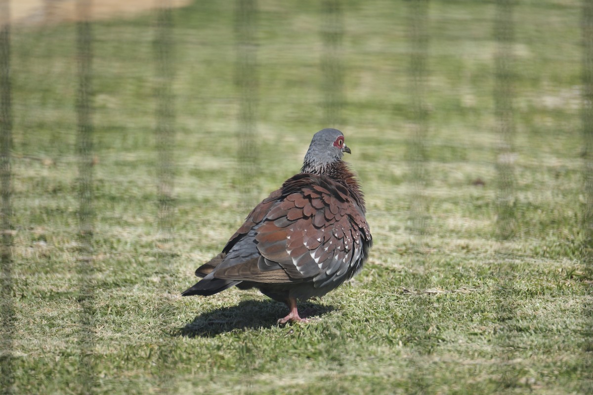 Крапчатый голубь - ML645662453