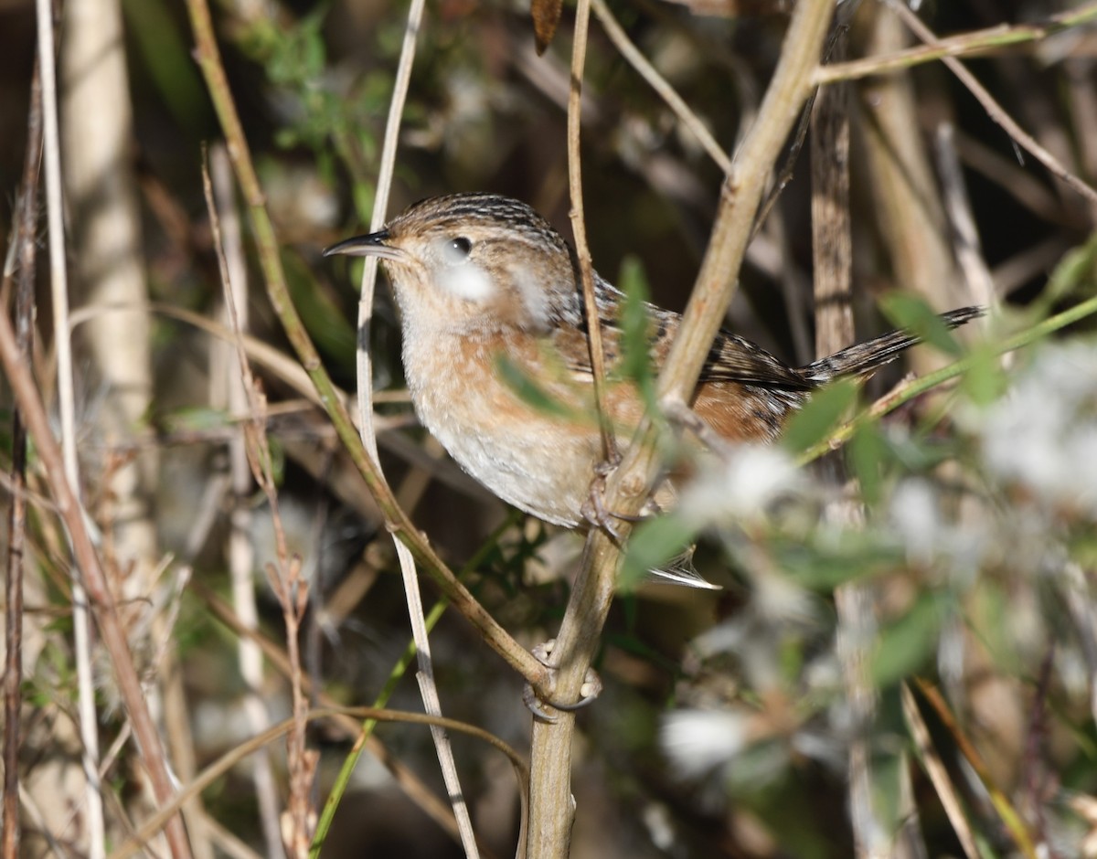 Sedge Wren - ML645662455