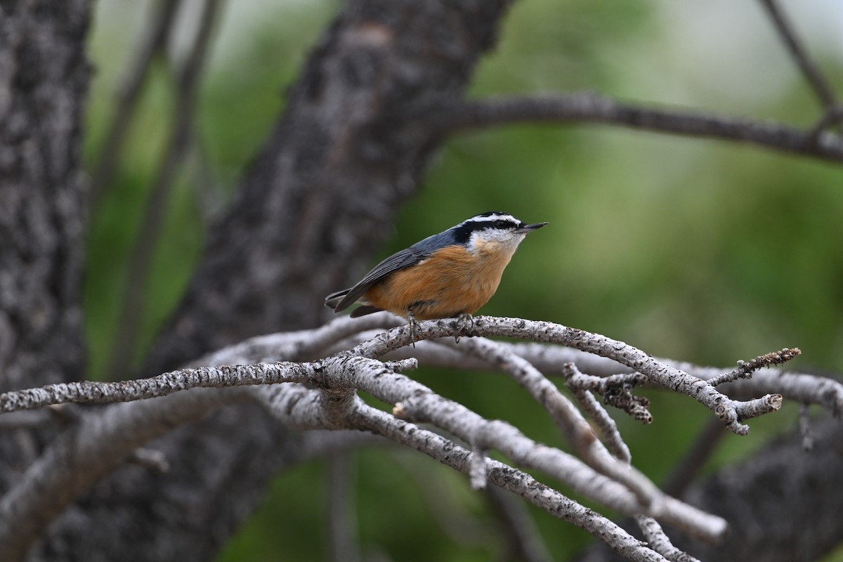 Red-breasted Nuthatch - ML645662458