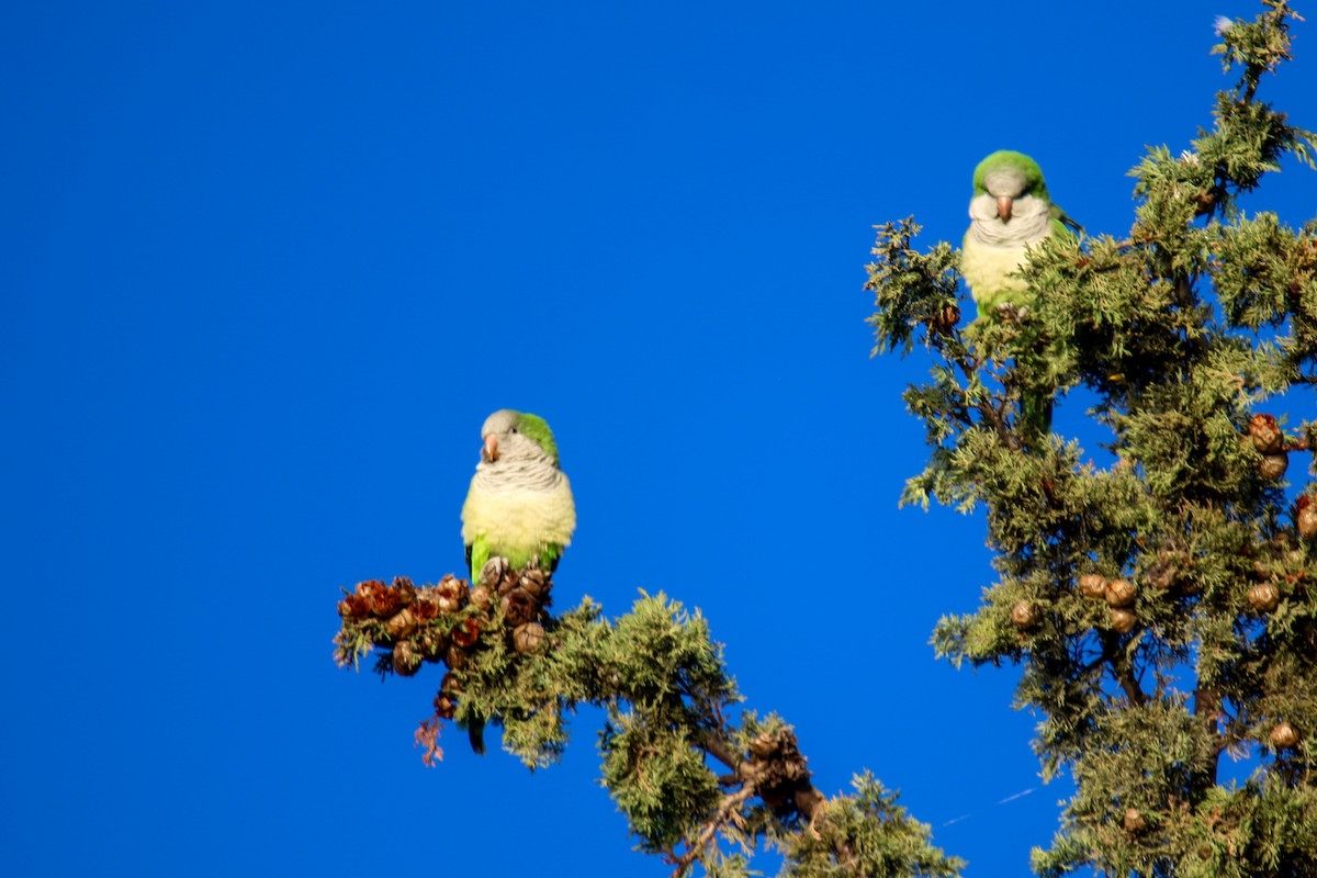 Monk Parakeet - ML645662459