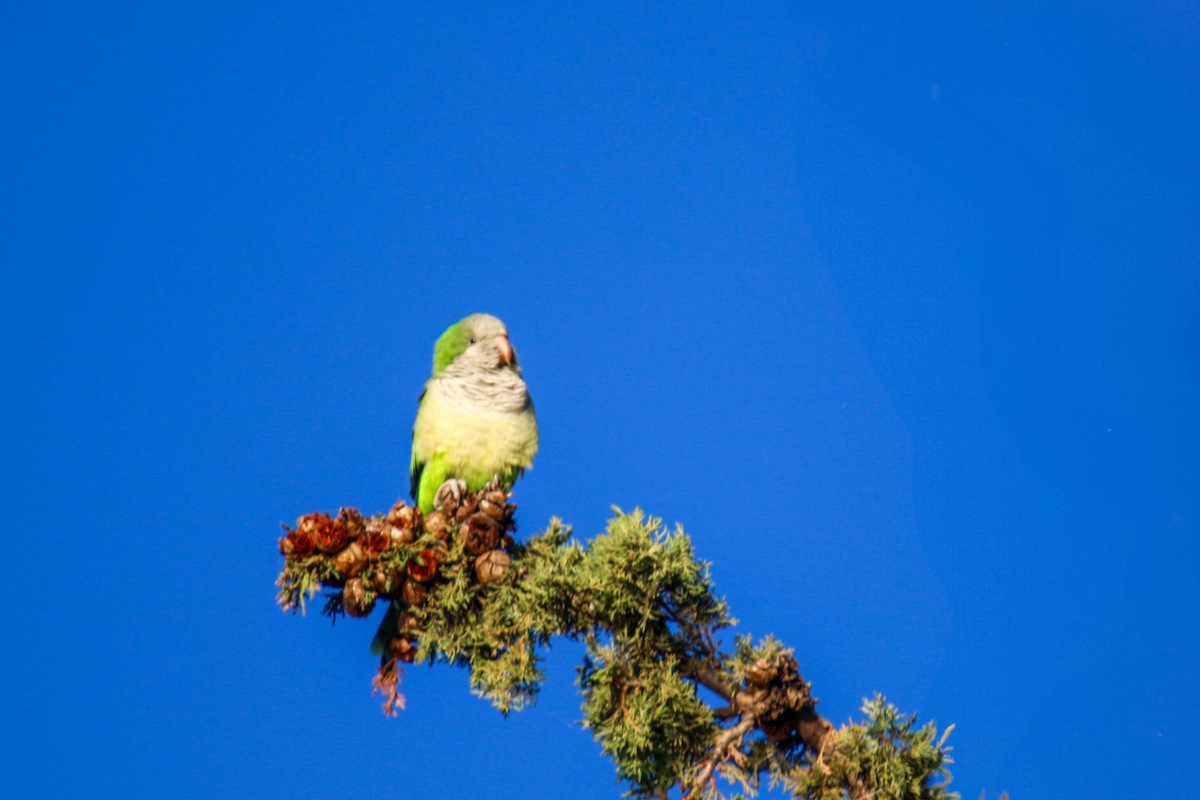 Monk Parakeet - ML645662460