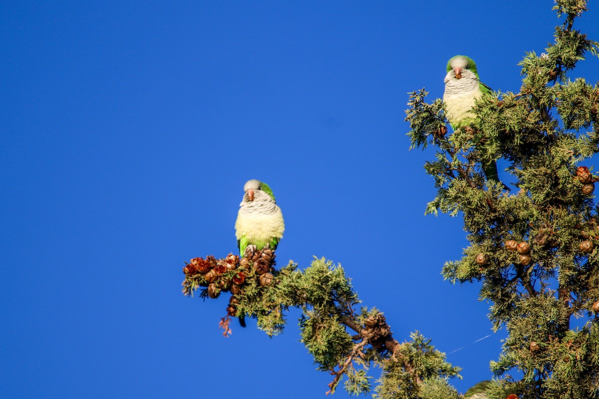 Monk Parakeet - ML645662461