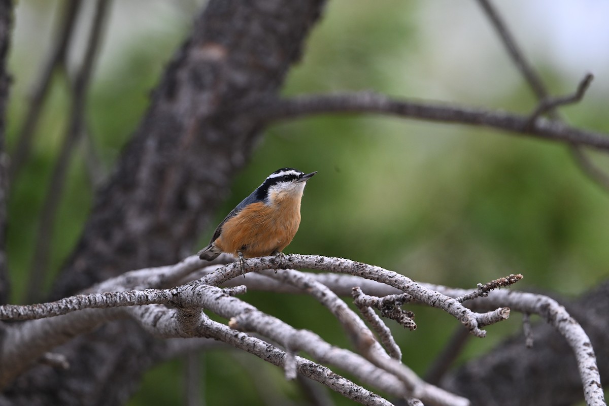 Red-breasted Nuthatch - ML645662462