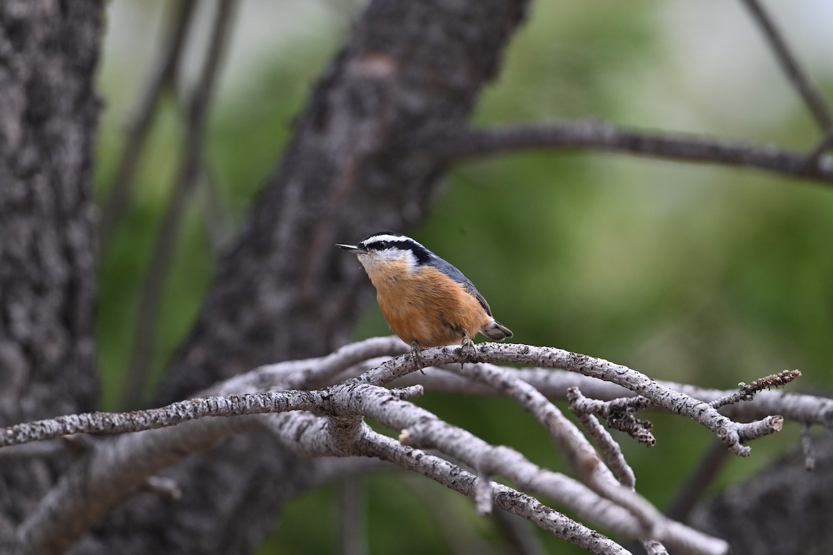 Red-breasted Nuthatch - ML645662464
