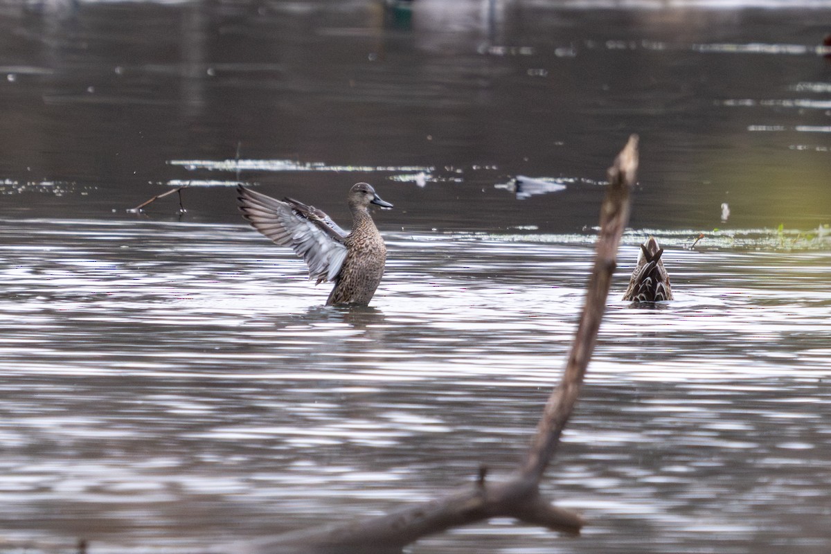 Blue-winged Teal - ML645662465