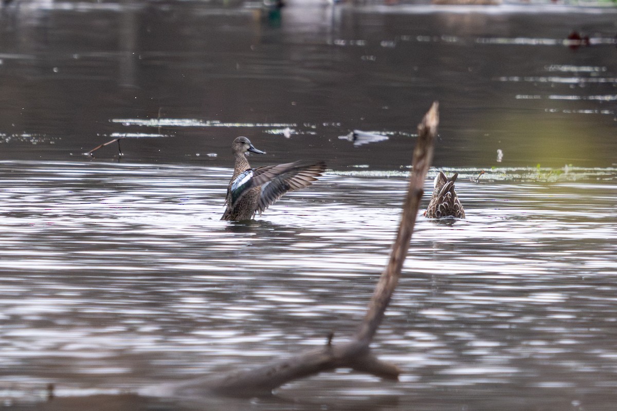 Blue-winged Teal - ML645662466
