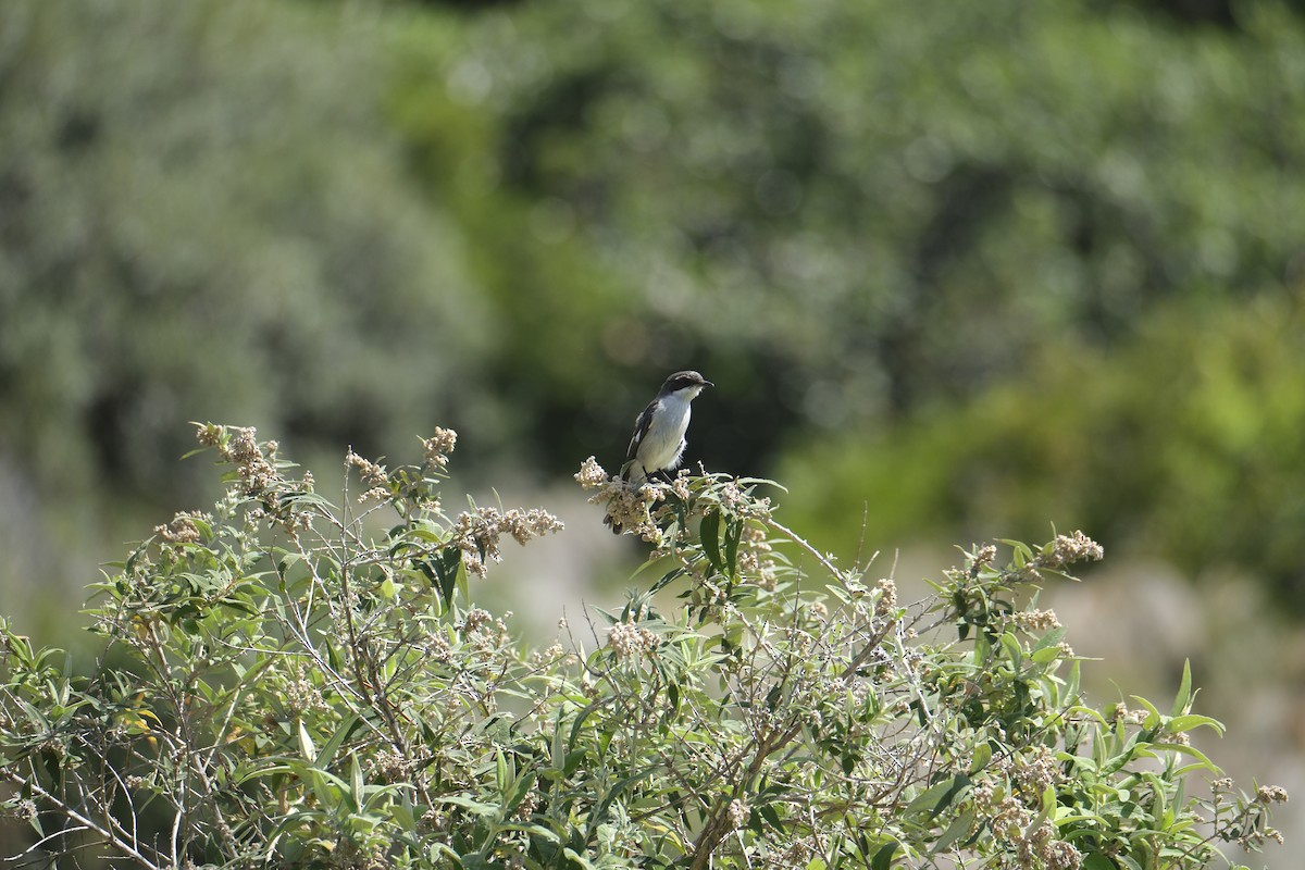 Fiscal Flycatcher - ML645662472