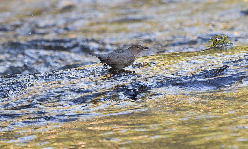 gråfossekall - ML645662474