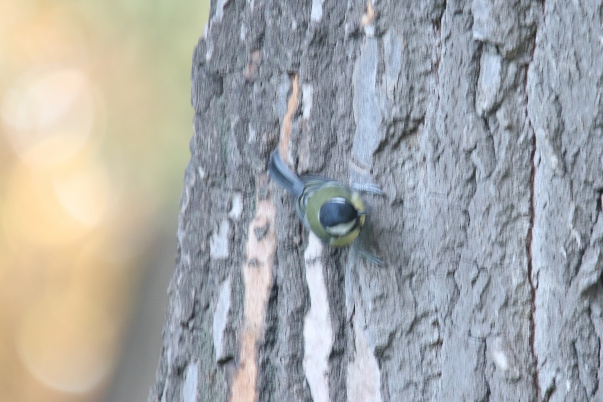 Great Tit - ML645662476