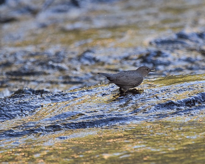 gråfossekall - ML645662477