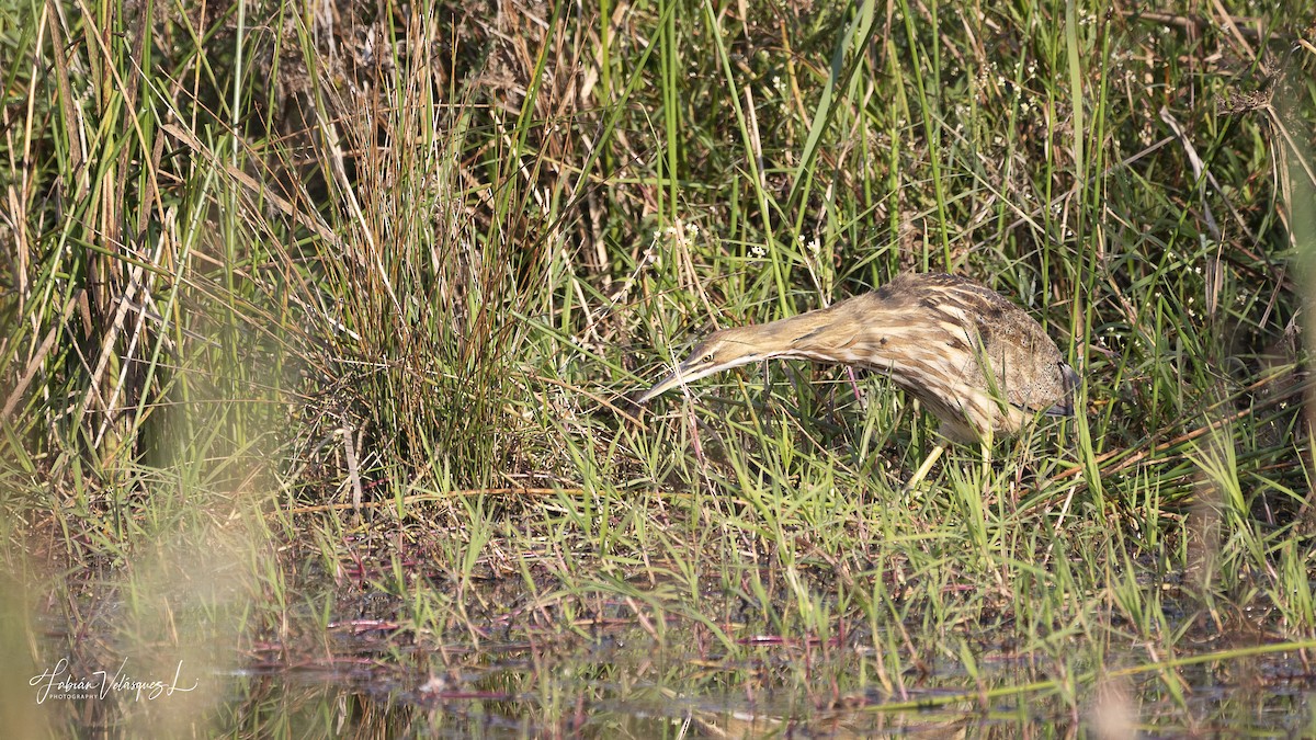 American Bittern - ML645662478
