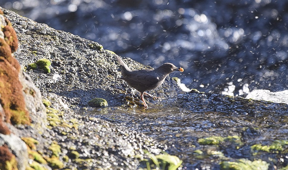 American Dipper - ML645662481
