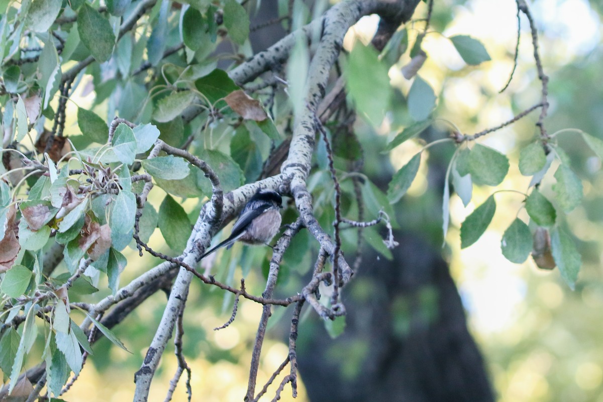 Long-tailed Tit - ML645662482