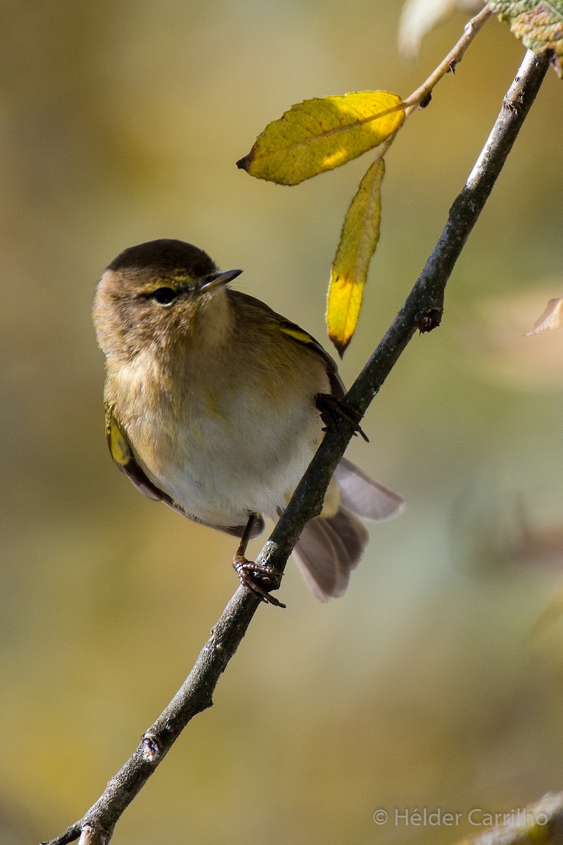 Common Chiffchaff - ML645662484