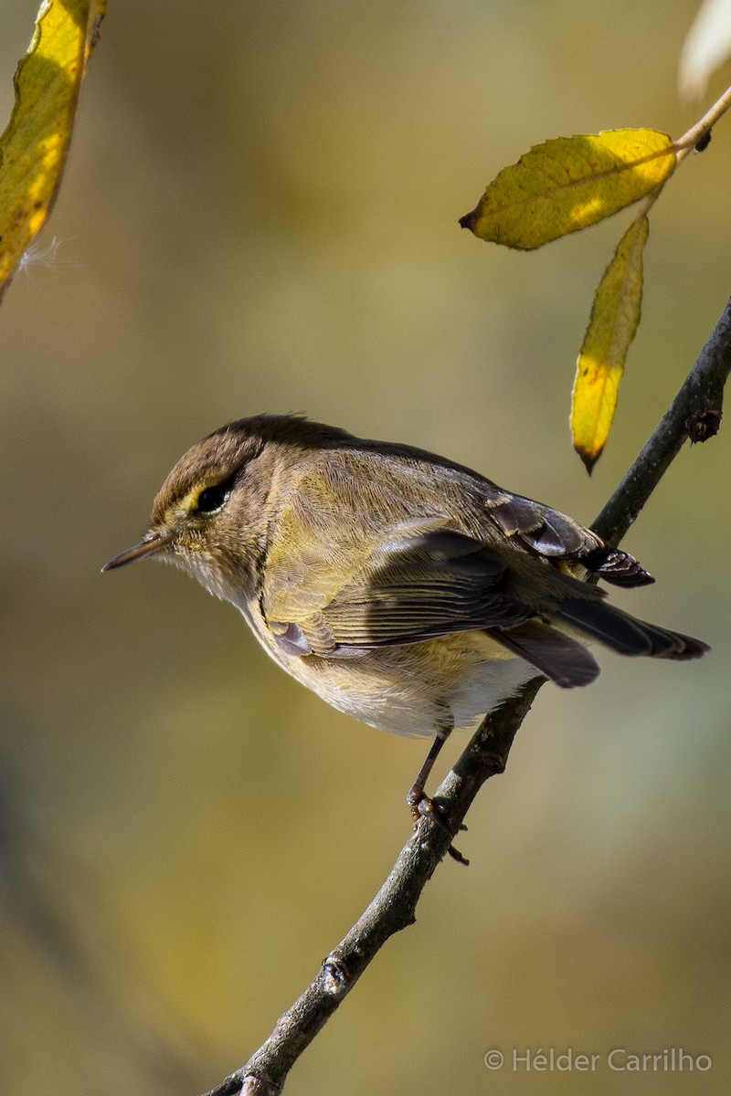 Common Chiffchaff - ML645662485