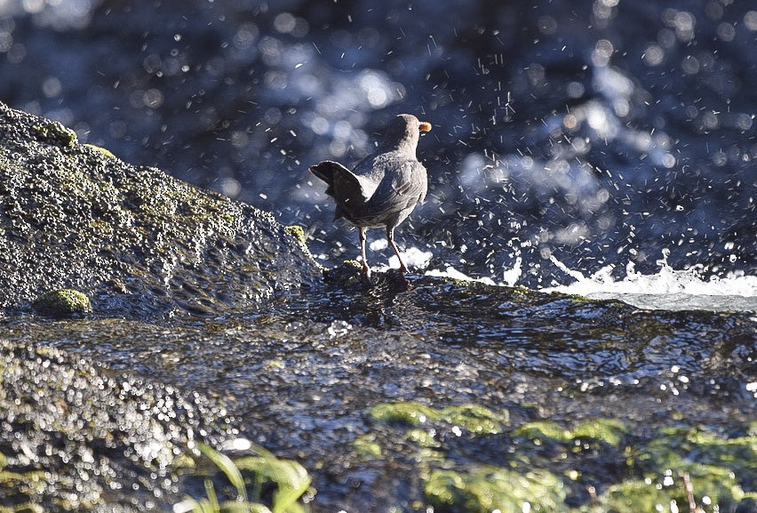 American Dipper - ML645662487