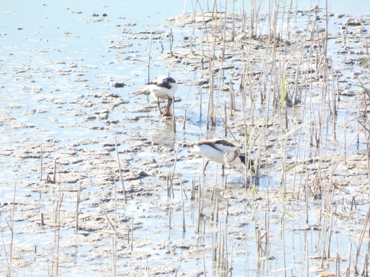 Common Shelduck - ML645662488