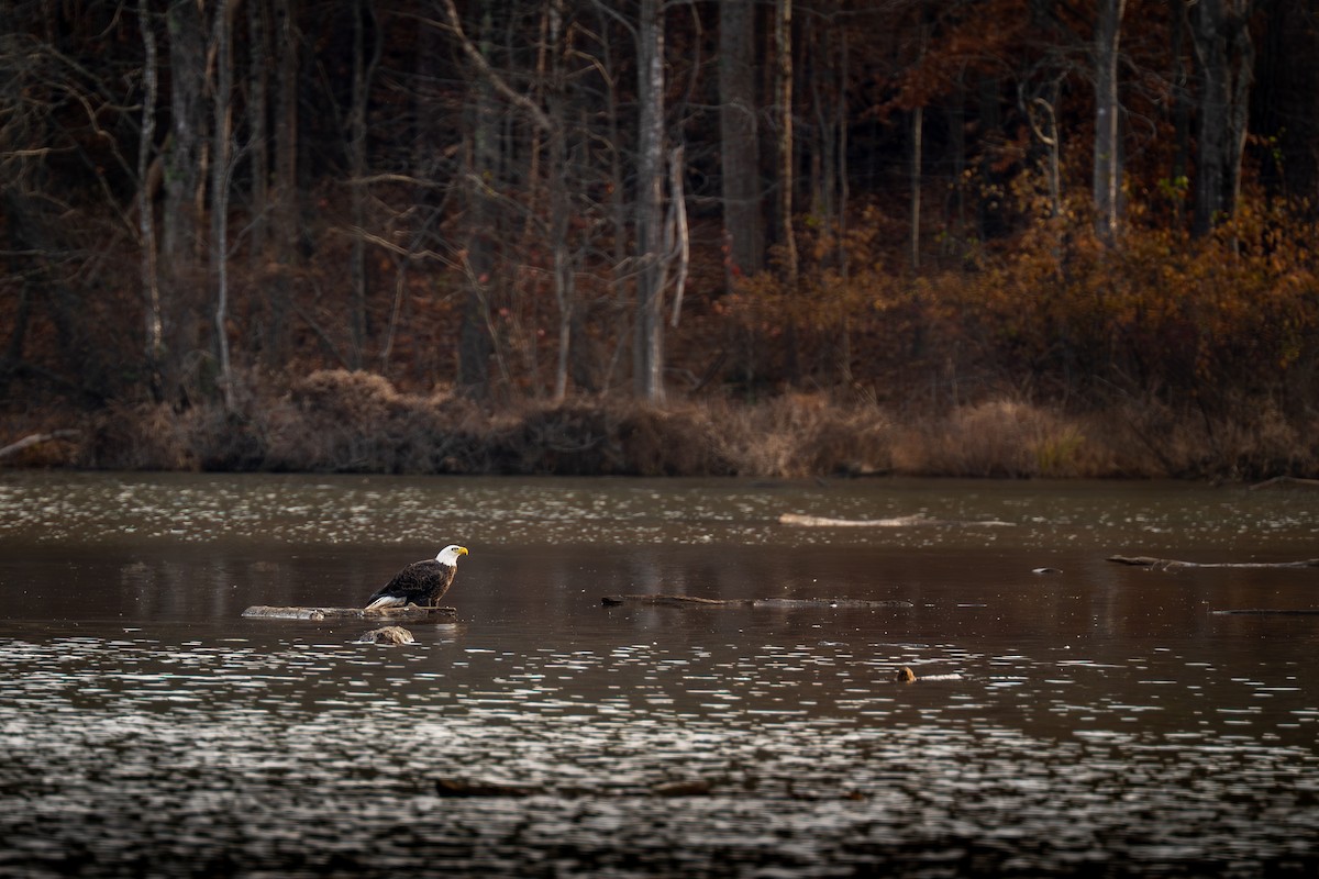 Bald Eagle - ML645662490