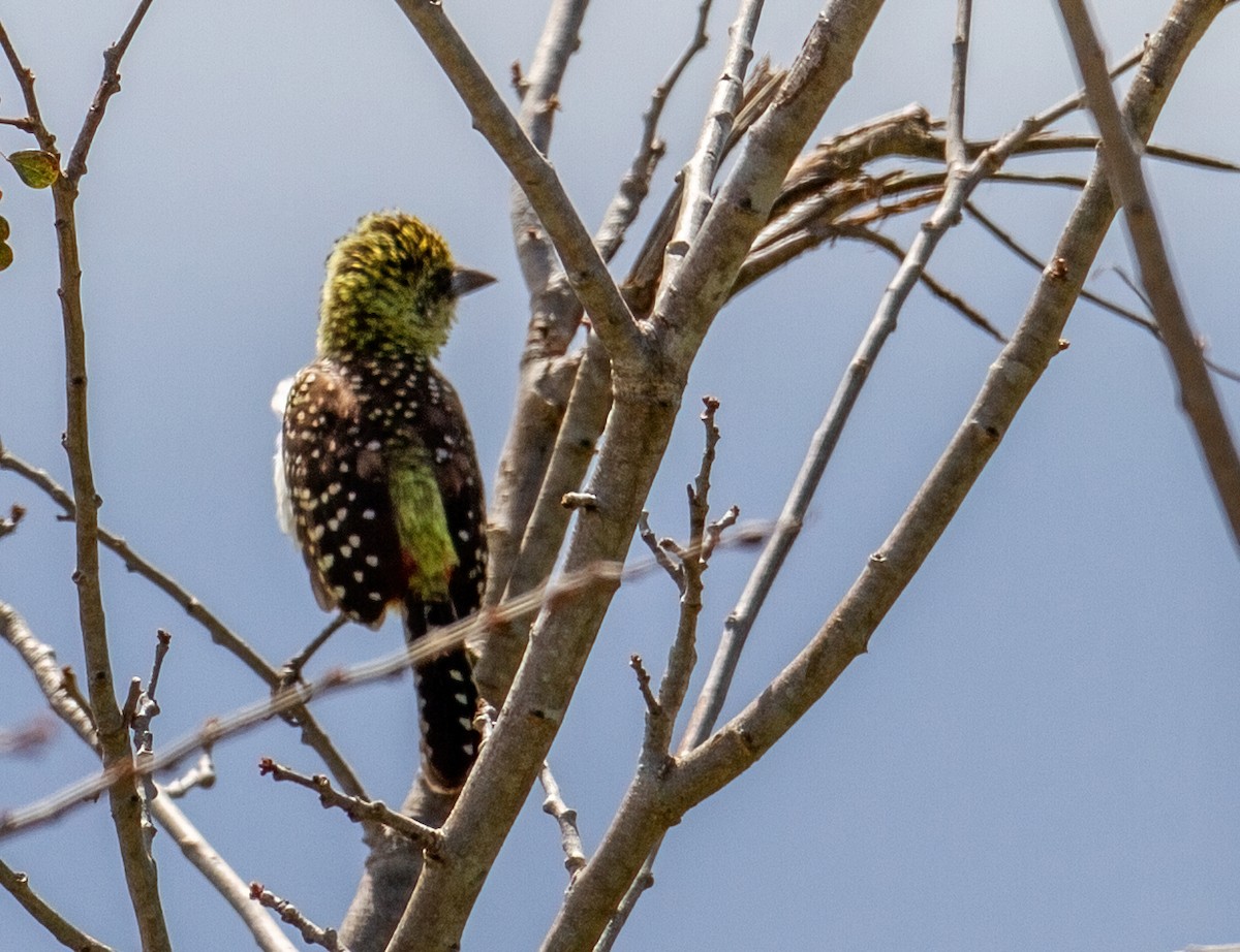 D'Arnaud's Barbet (Usambiro) - ML645662492