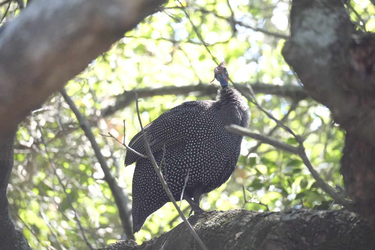 Helmeted Guineafowl - ML645662493