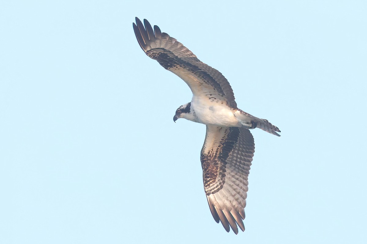 Osprey - ML645662494