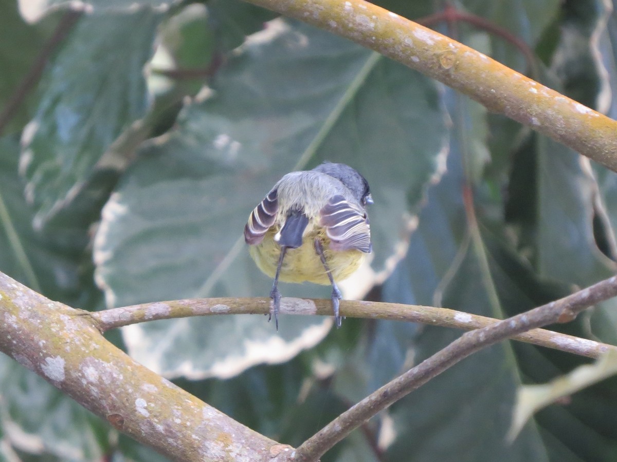 Common Tody-Flycatcher - ML645662497