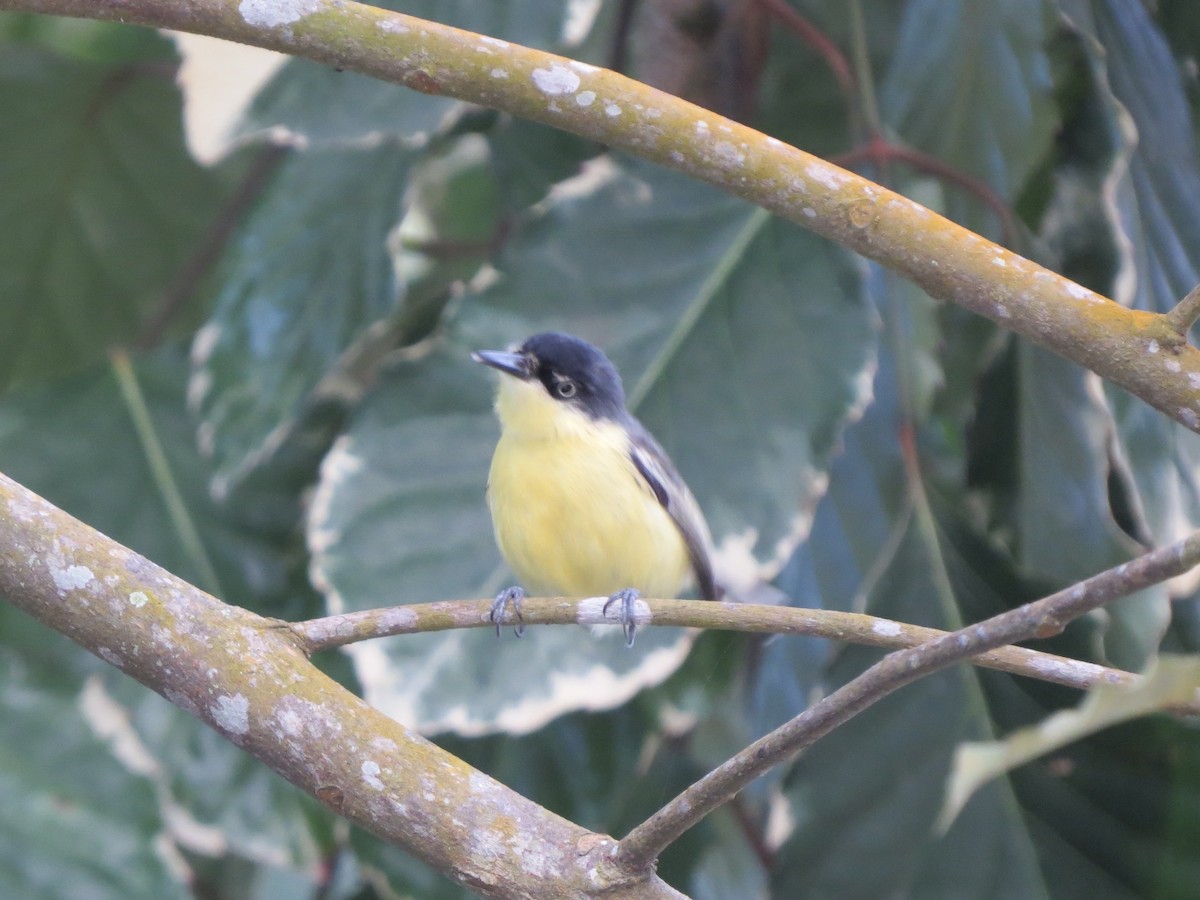 Common Tody-Flycatcher - ML645662498