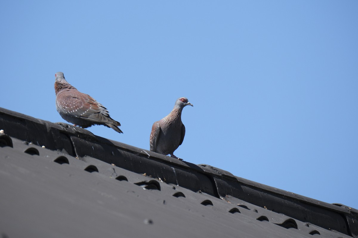 Speckled Pigeon - ML645662499