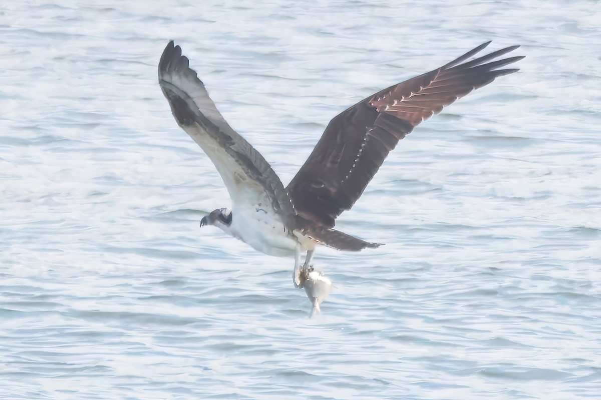 Osprey - ML645662500