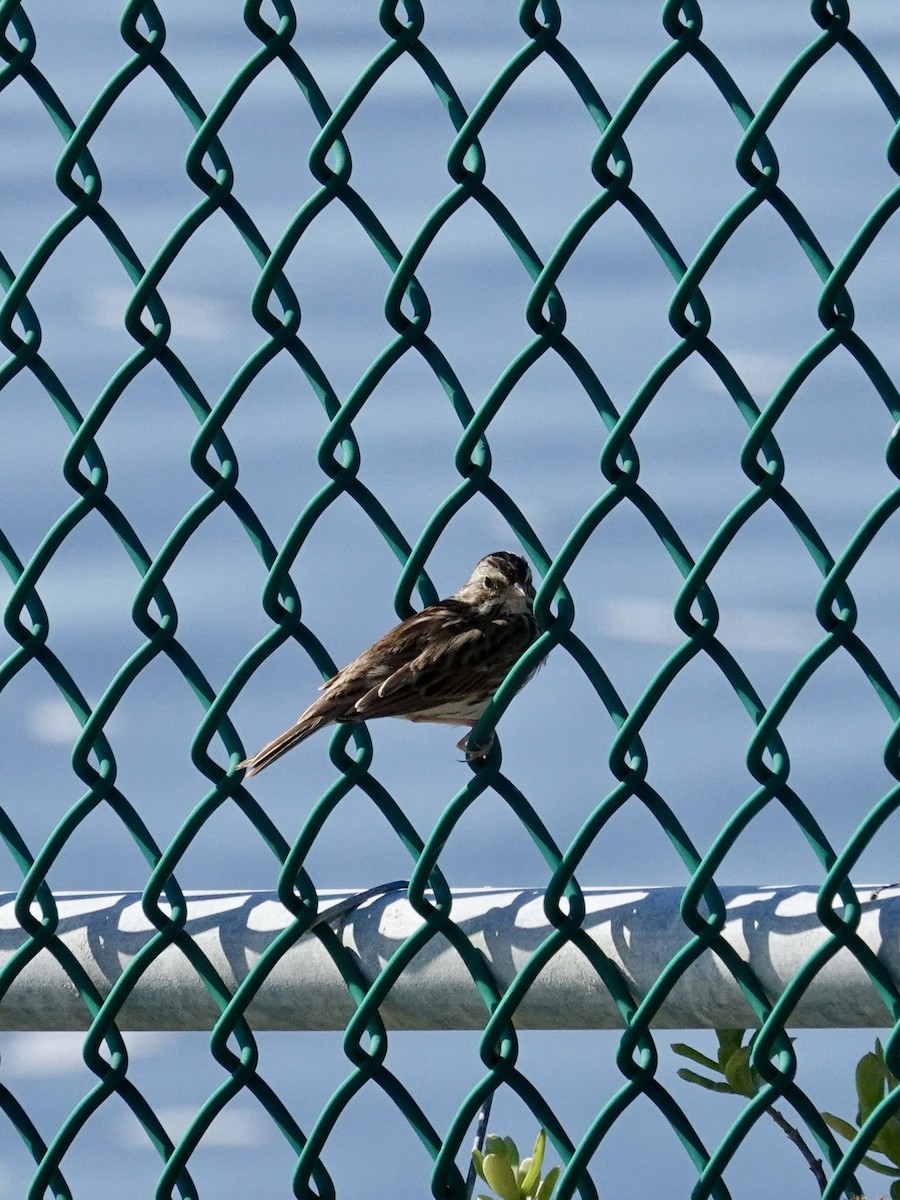 Savannah Sparrow - ML645662501