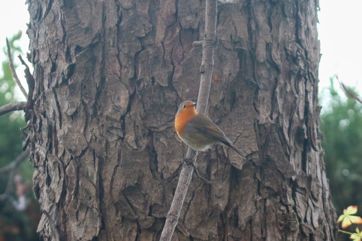 European Robin - ML645662504