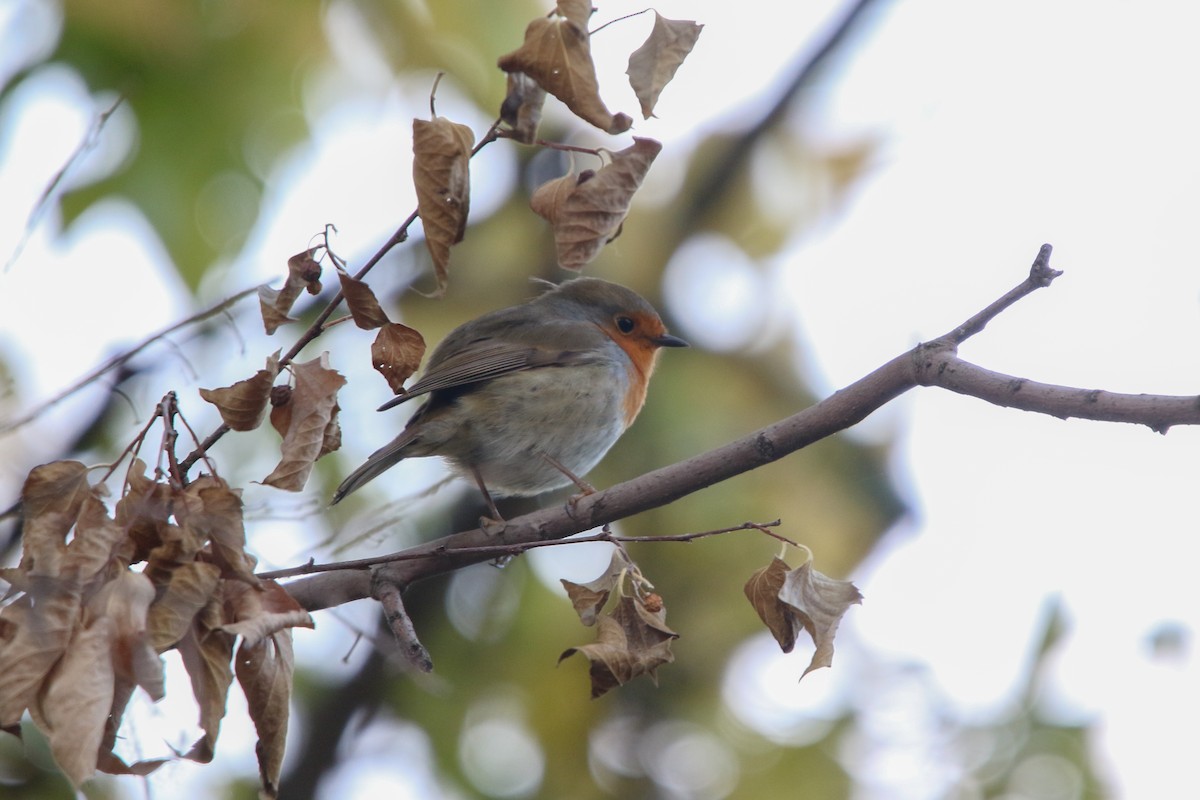 European Robin - ML645662505