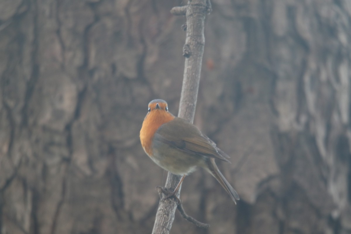 European Robin - ML645662506