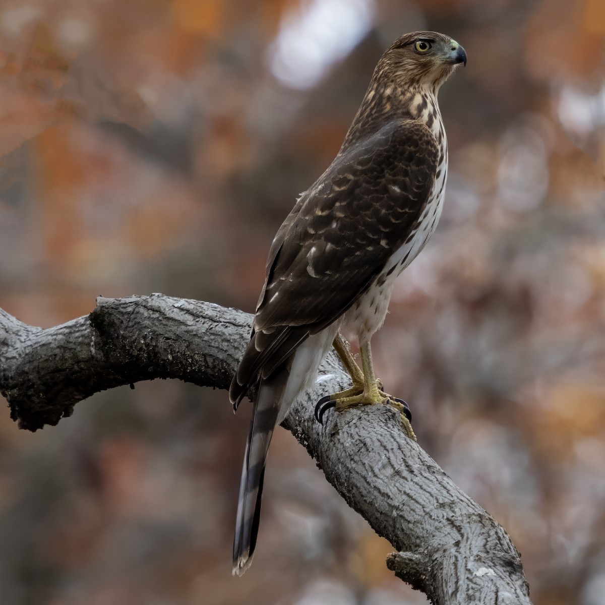 Cooper's Hawk - ML645662508