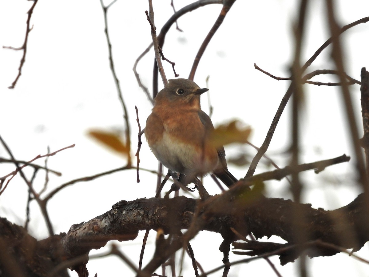 salašník modrý - ML645662512