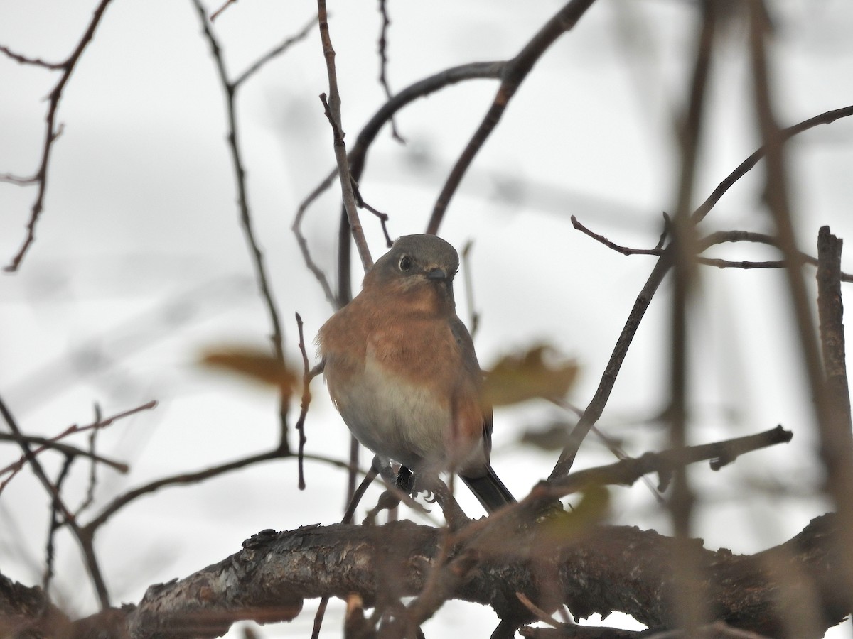 salašník modrý - ML645662513