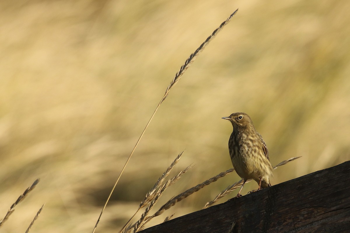 Rock Pipit - ML645662554